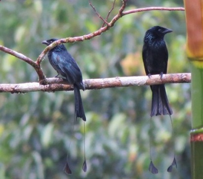 Bagaimana Srigunting Jantan Dan Betina Trik Isi Ulang