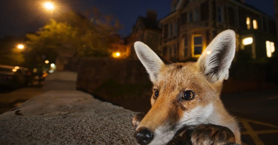 Swanza blog: Wildlife Photographer of the Year 2017