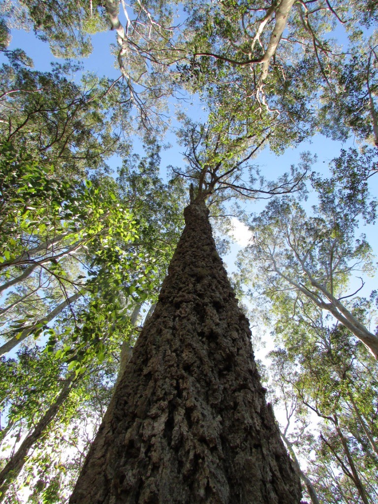 Robbiebago Adventures Free camping at Bodalla State Forest