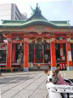 ケイト ジャックラッセル ケイト