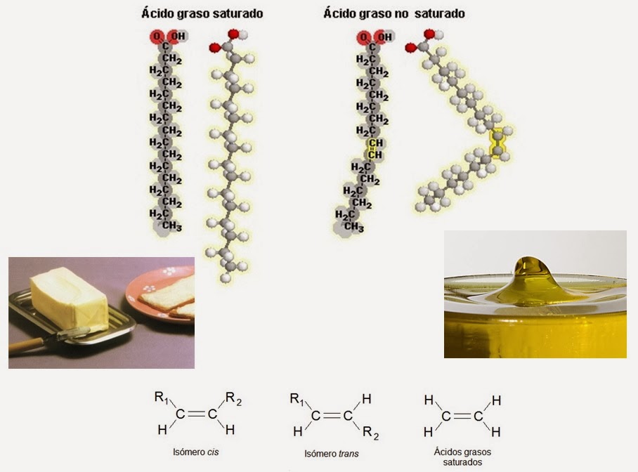 Apuntes de Bioquímica Lípidos (II).Ácidos grasos Apuntes de Bioquímica Lípidos (II).Ácidos grasos