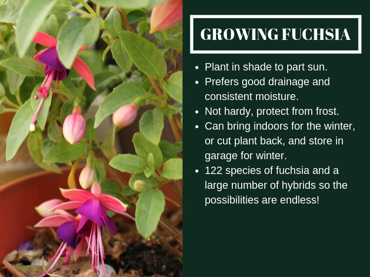 How To Grow Fuchsia THE JOY BLOG