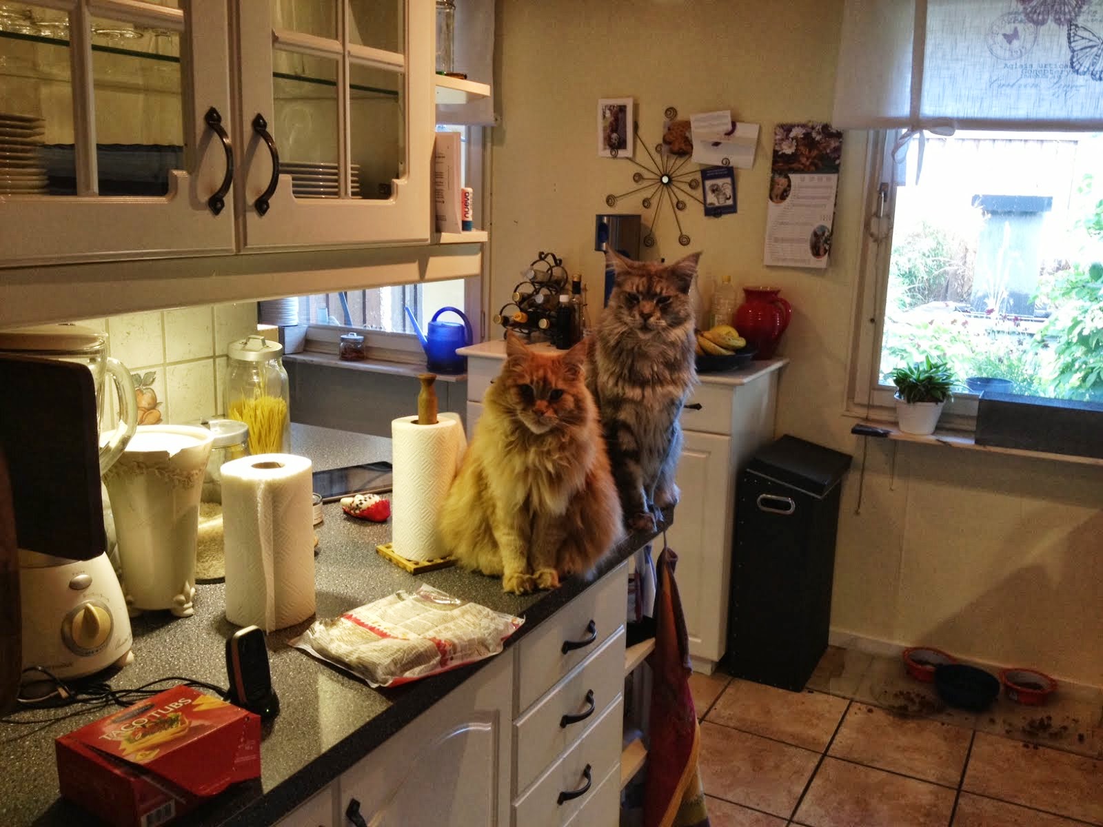 Zammy och Mille tigger mat på köksbänken
