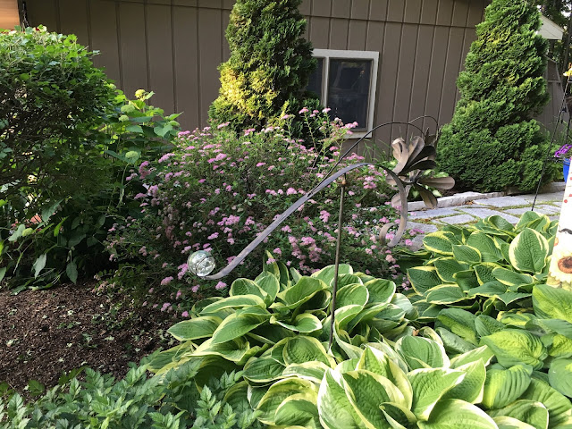 Mariette S Back To Basics Our Spiraea Japonica Gold Mound