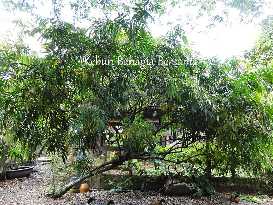 Kebun Bahagia Bersama Anak Pokok Ceri Terengganu