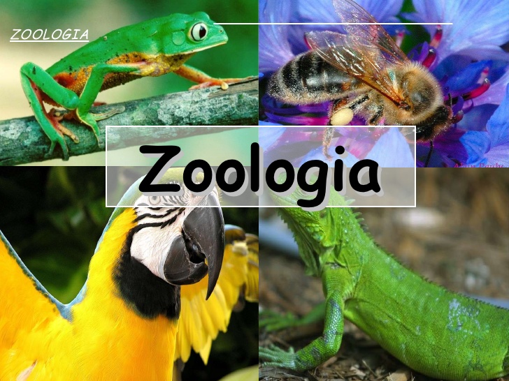 Zoología:se especializa en el estudio de los seres vivos es la zoología, que abarca el último de los reinos, que no es otro q