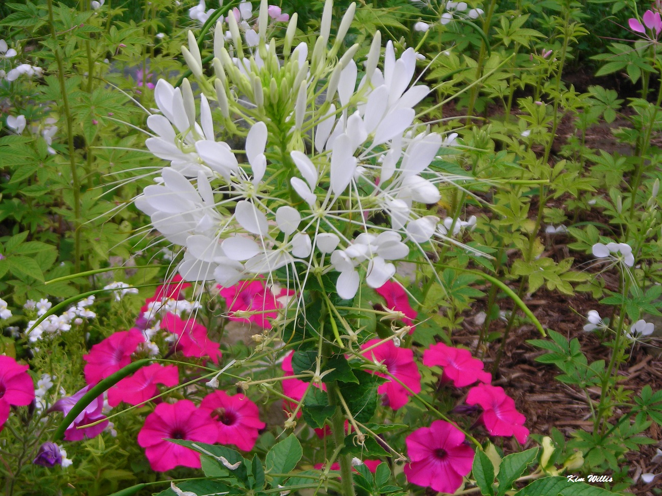 Gardening Granny's Gardening Pages Cleome