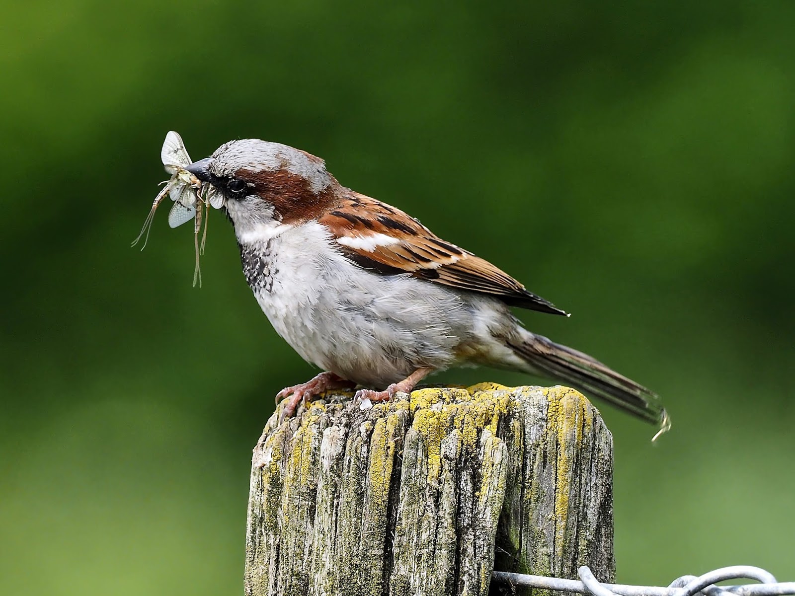 Roy's Nature Logbook House Sparrow Collecting Food for the Brood