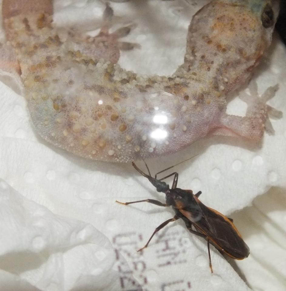 Arizona Beetles, Bugs, Birds and more Kissing Bug or not?