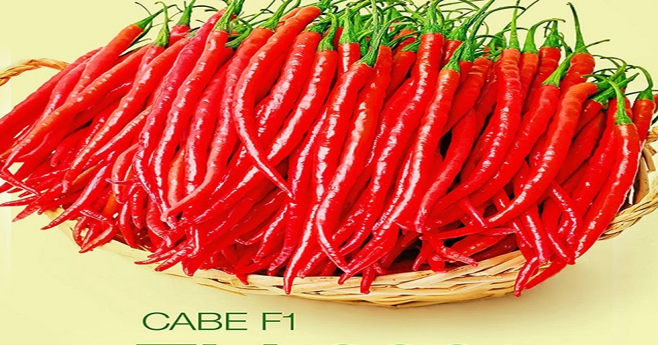 varietas cabe merah