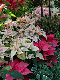 Pink variegated poinsettias Allan Gardens Conservatory Christmas Flower Show 2014 by garden muses-not another Toronto gardening blog