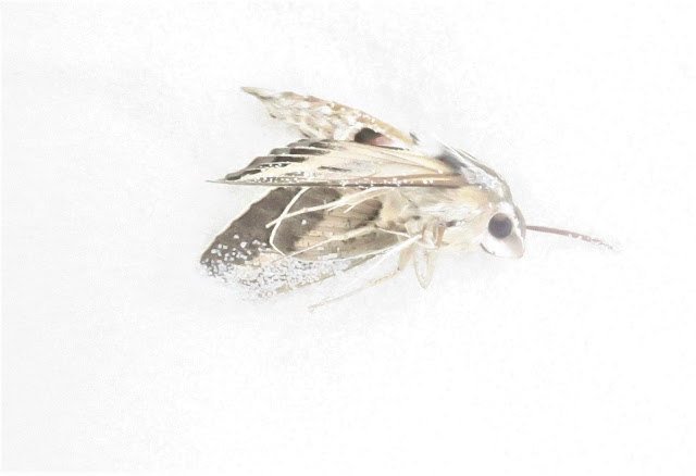 Dead moth, White Sands, New Mexico. March 2019.