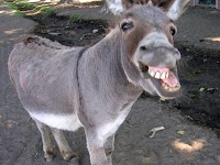 Mark Levin Thrashes NPR: Democrats Should Be Required To Release Birth Certificates
