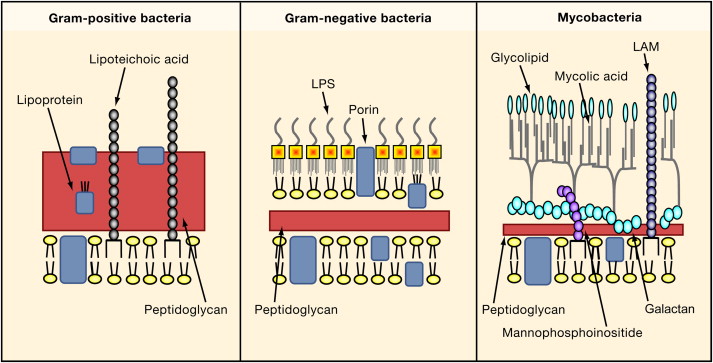 gram positive vs gram negative bacteria lps gram positive vs gram negative bacteria lps