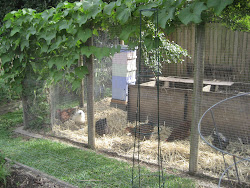 chicken chook pen backyard ochre chickens chooks run runs coop archives pest control natural hives coops fence bees yard kippenhokken