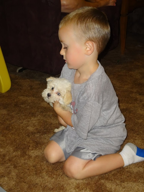 Cohen with tiny white puppy