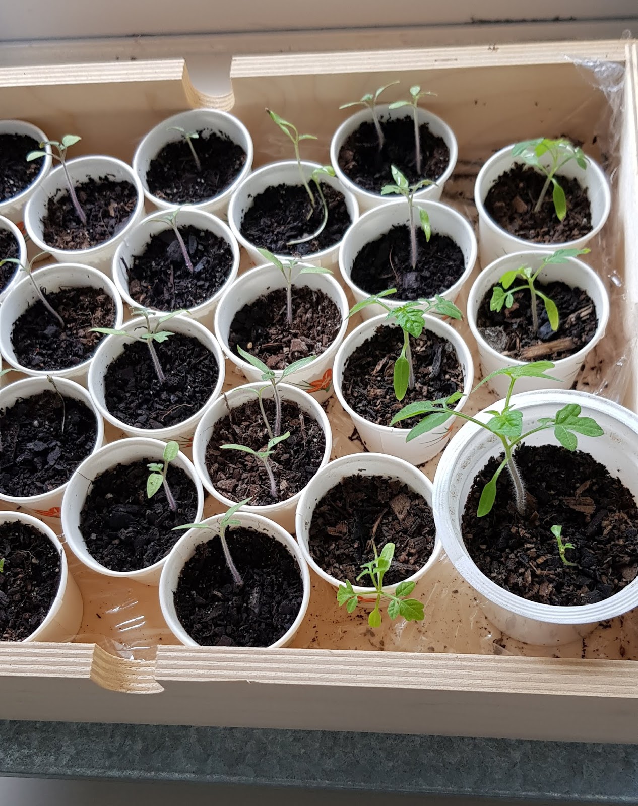 Growing Perino Tomatoes from seed
