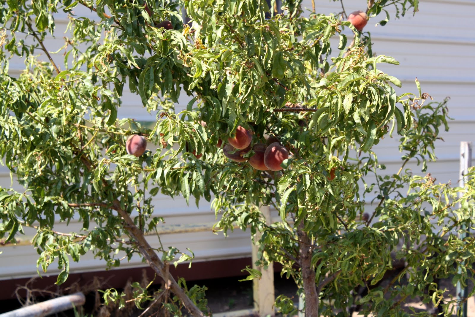 Myanderings Peacheaters!