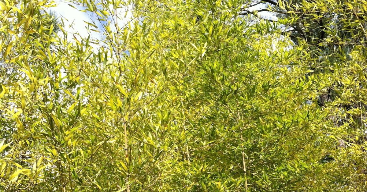 two-sisters-gardening-bamboo-fastest-growing-plant-on-earth