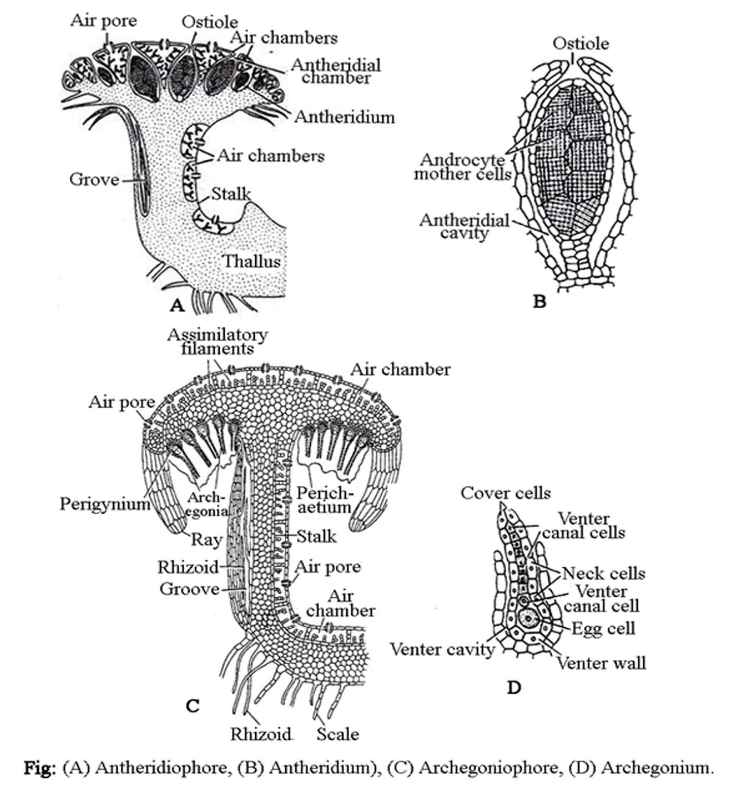 Marchantia sp labelled diagram