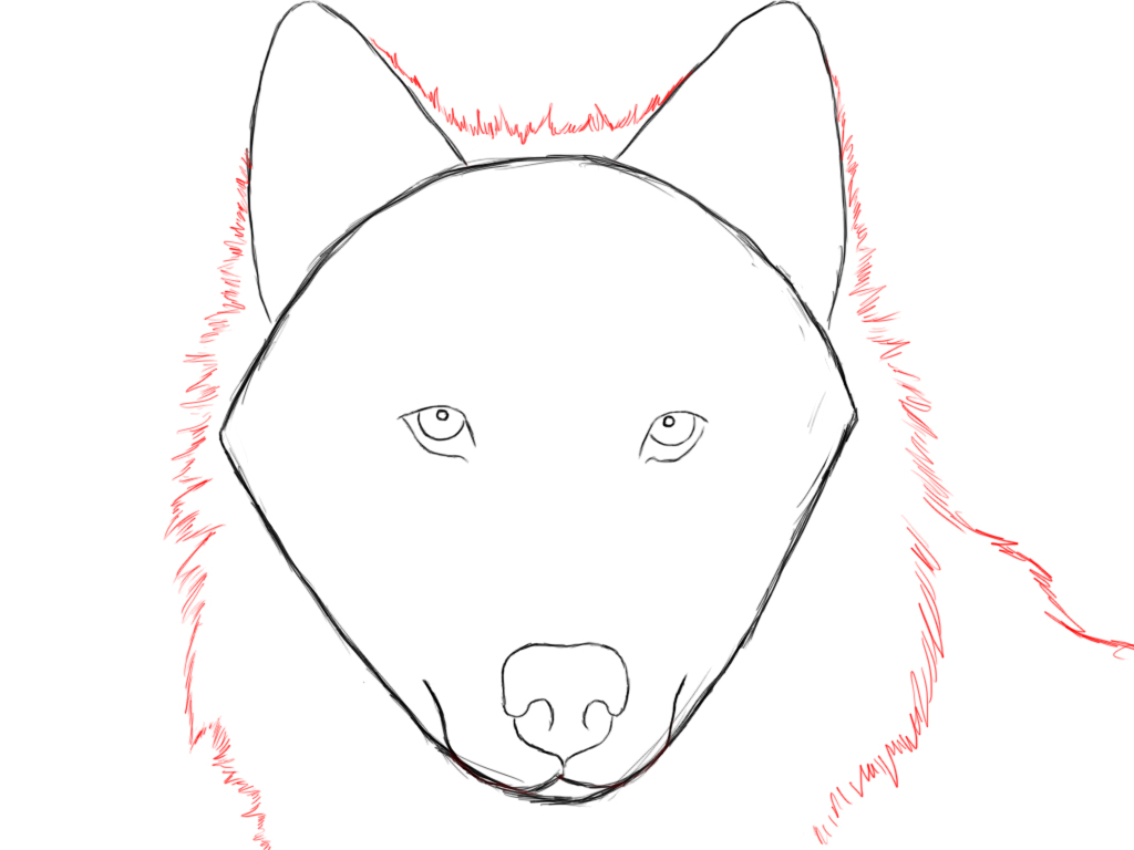 How To Draw A Wolf Step By Step - Draw Central