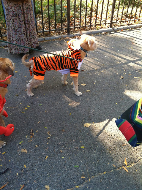 2013 Halloween Pet Parade 