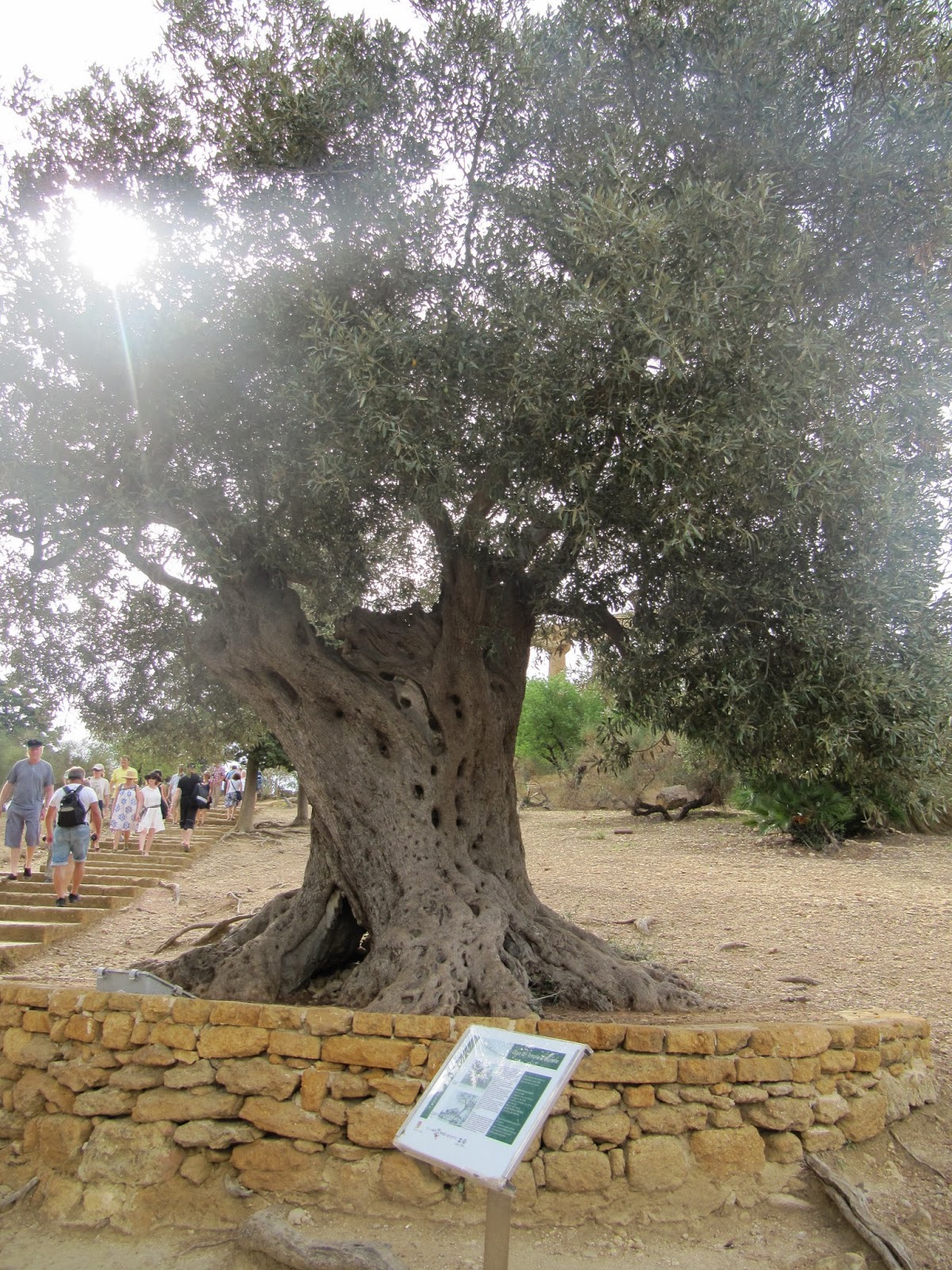 olivo del tempio di giunone