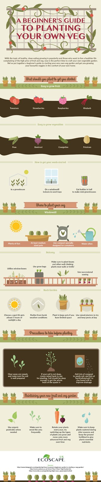 , A Beginners Guide to Growing Your Own Veg