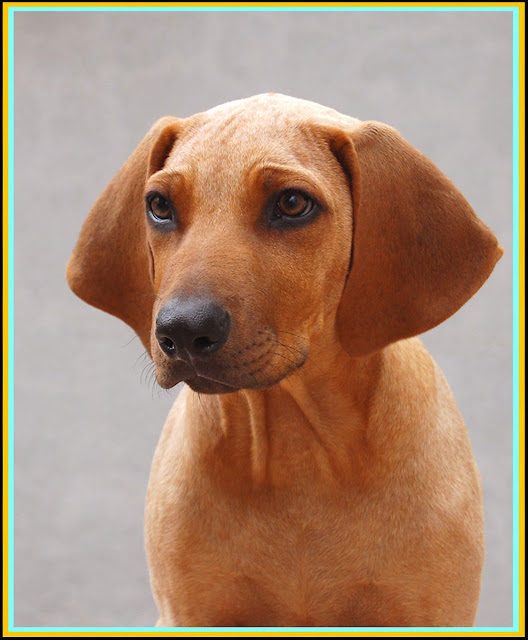 Cachorro Rhodesian Ridgeback tres meses.