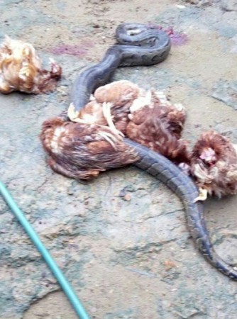 4172102 img20160830083422597 jpeg63e0661eaadee01453f3eba63aefee97 Man kills huge snake that had been eating his chickens at his farm (photos)