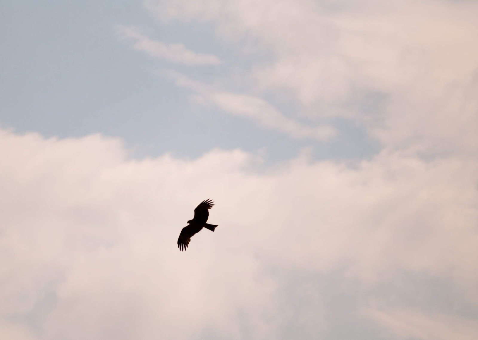 Calluna Magazin Mai 2017