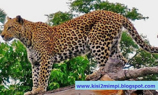 Mimpi Macan (Menurut Erek-Erek 4D-3D-2D) - Kata Tafsir