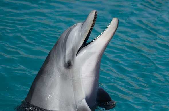 dolphin-دولفين