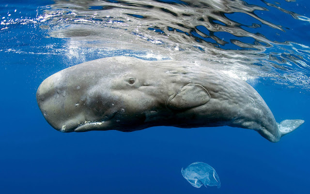 Sperm whale just beneath the surface