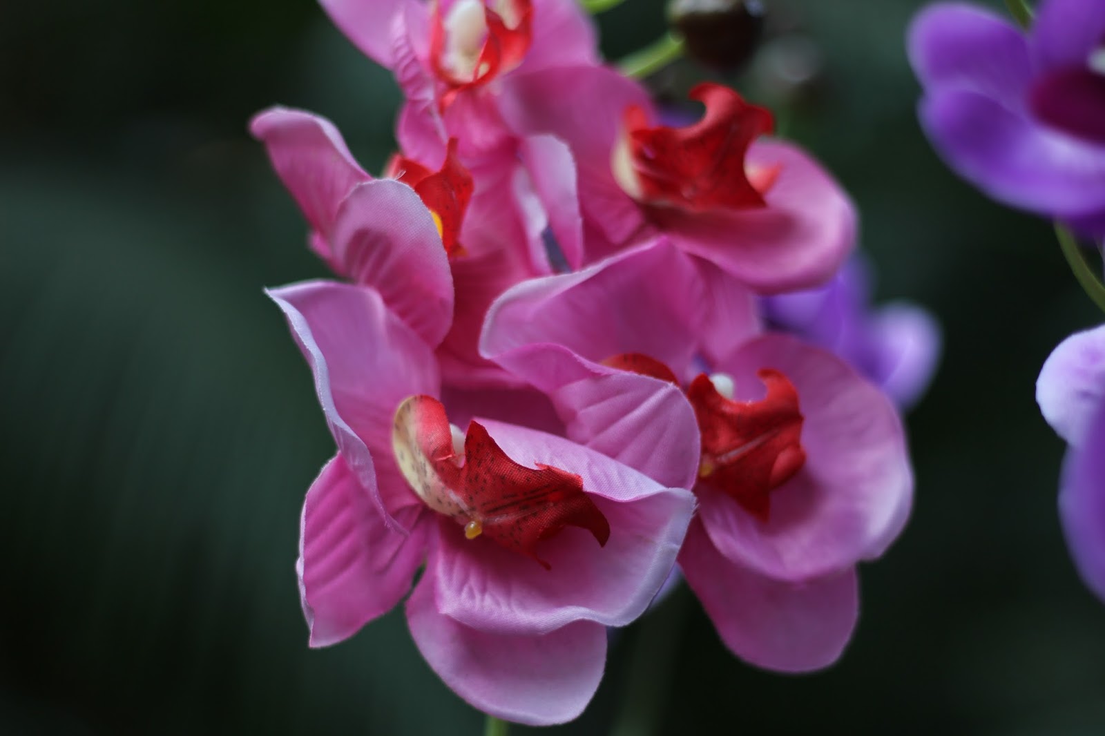 Las imágenes que yo veo: Exposición de Orquídeas de Colombia en Madrid