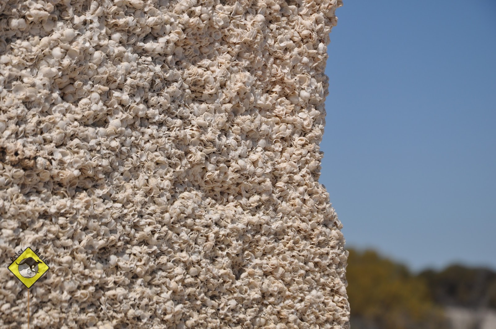 P&A GoGoGo 2: Shark Bay: Hamelin Pool, Denham & Eagle Bluff