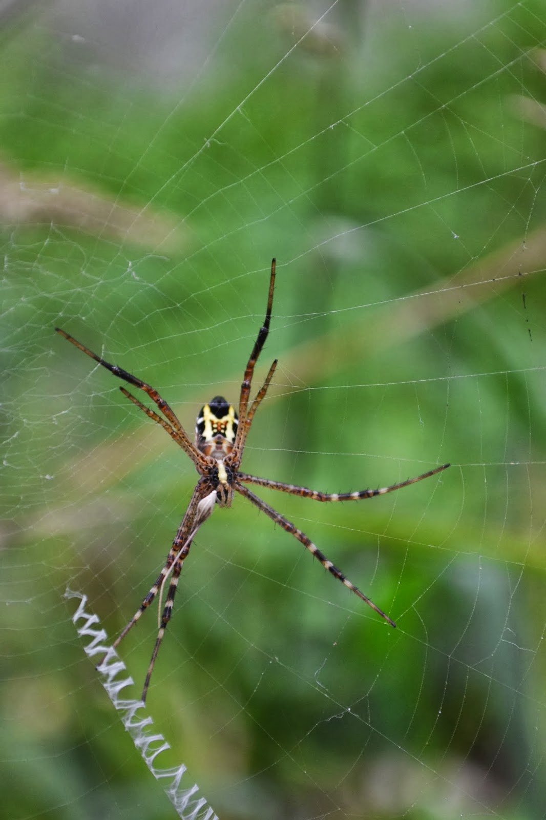 Foto Makro Kalimantan Barat  Ahirul Habib Padilah Mansyur