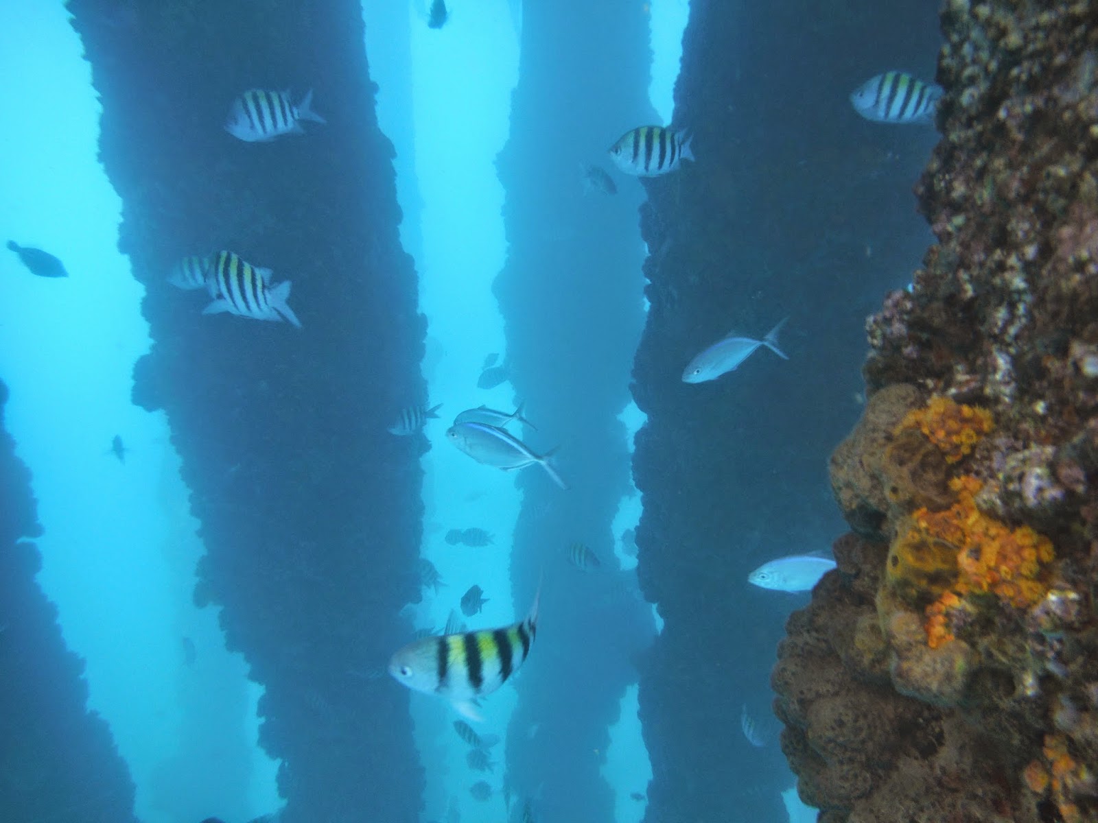 The Wandering Soldier Snorkeling Puerto Rico Crash Boat Beach
