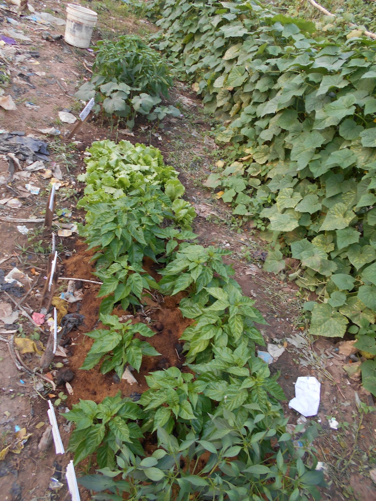 WHY AND WHY NOT? THE USE OF SAWDUST IN YOUR GARDEN, FARMS & VEGGIES