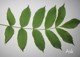 Naturkunskap och teknik i förskolan: Olika Trädsorter