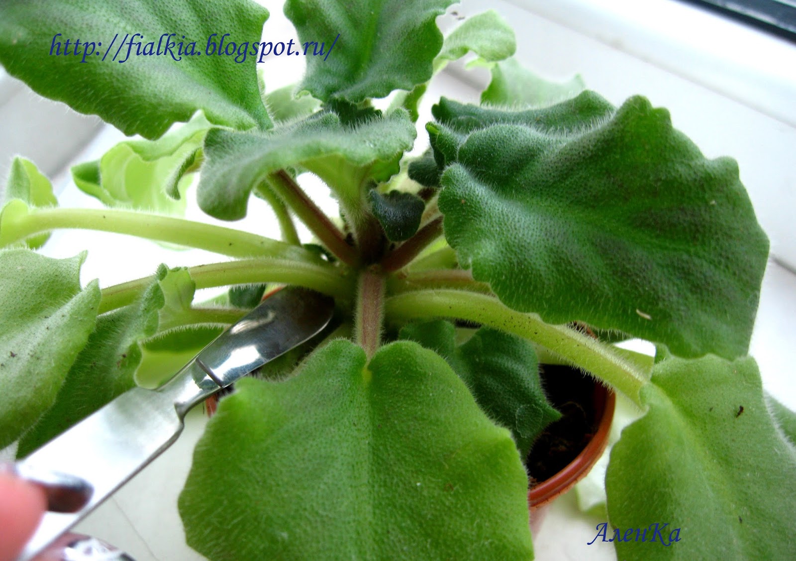 омоложение фиалки верхушкой. омоложение фиалки верхушкой. стебель фиалки. омоложение фиалок в домашних. как омолодить фиалку с длинным стволиком.