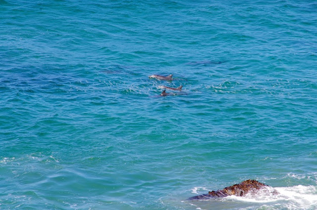 Dolphins Port Macquarie