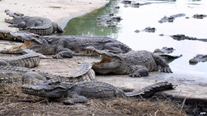 Thailand woman dead after jumping into crocodile pit, Bangkok, Police, Children, Food, Sisters, 