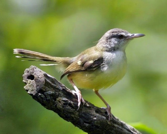 Free Download Suara Kenari Isian Ciblek Asmerla S Diary