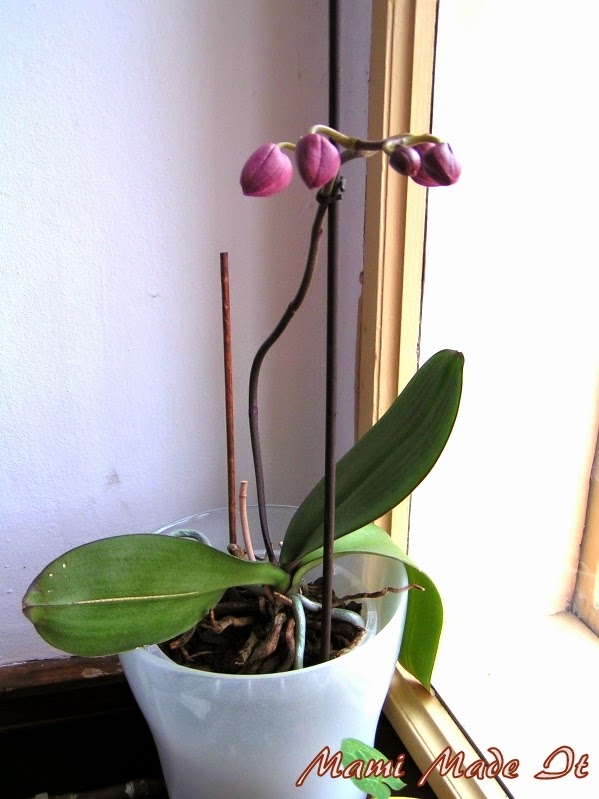 Wonder Phalaenopsis
