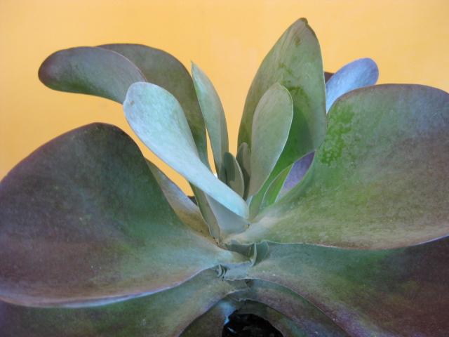 Victoria Gardens: What's that plant? Kalanchoe thyrsiflora 'Red lips'!
