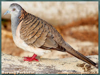 gambar burung perkutut