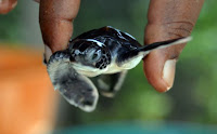junge Meeresschildkröte - young turtle