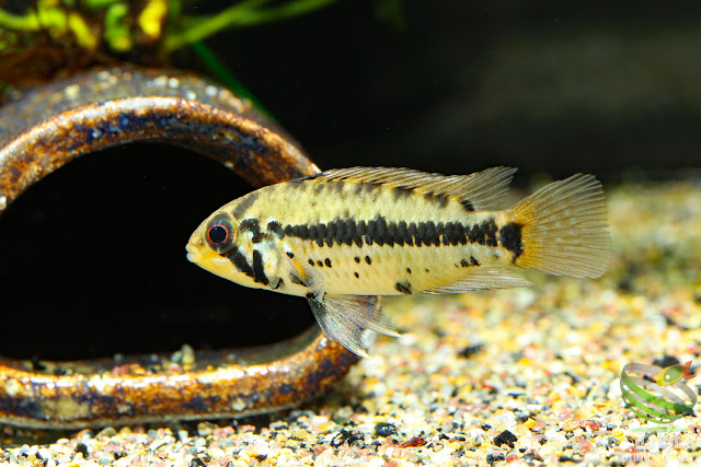 Apistogramma cf. alacrina (Guayas)