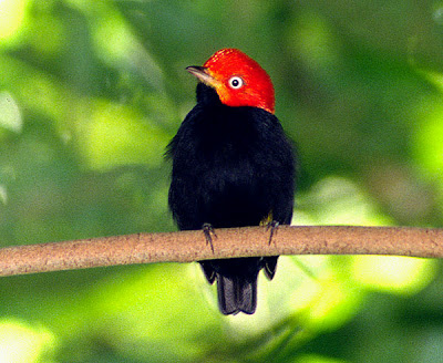 Red-capped-Manakin-perched-.jpg